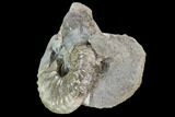 Hoploscaphites Ammonite - South Dakota #110583-2